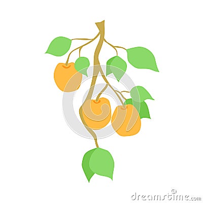 Fruit apricot branch, isolated illustration, hand drawn apricots hanging on branch with leaves Vector Illustration