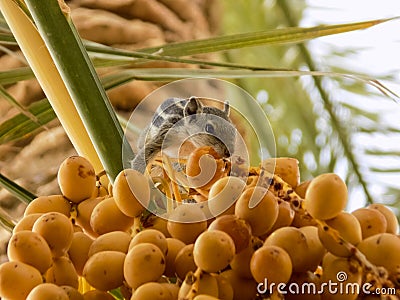 Fruit Asian yellow sweet fruit and gray squirrel summer park Stock Photo