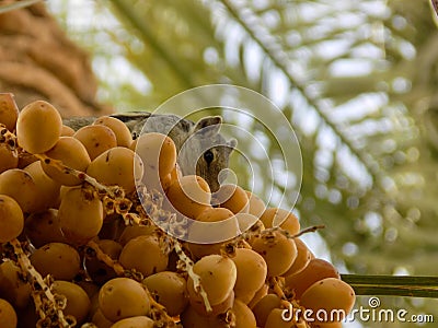 Fruit Asian yellow sweet fruit and gray squirrel on tree Stock Photo