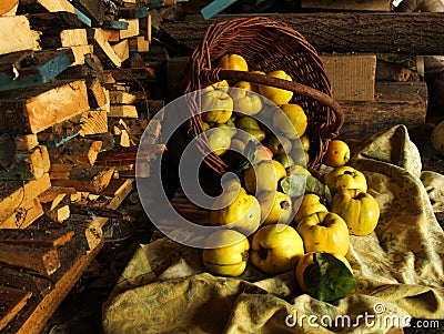 Fruit basket of pears quince apples on a background of wood Stock Photo