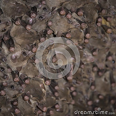 Fruit bat colony Stock Photo