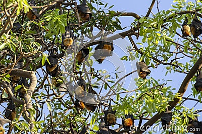 Fruit bat colony roosting in tree Stock Photo