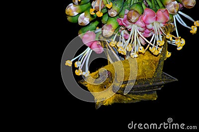 Fruit Bat Cover in Polen Stock Photo