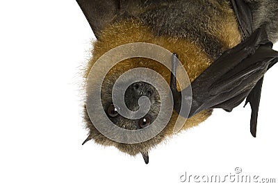 Fruit bat (flying fox) hanging upside down on whit Stock Photo