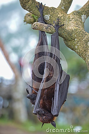 Fruit Bat Pteropus vampyrus or Large Flying Fox Stock Photo