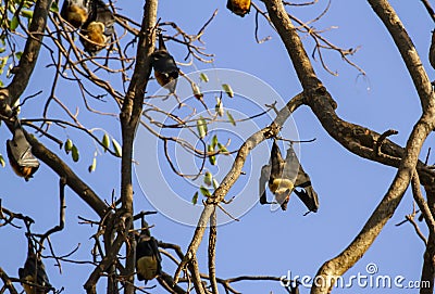 Fruit bat roosting in tree Stock Photo