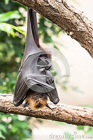 Fruit bat sleeping Stock Photo