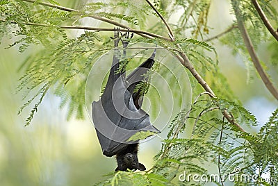 fruit bat Stock Photo