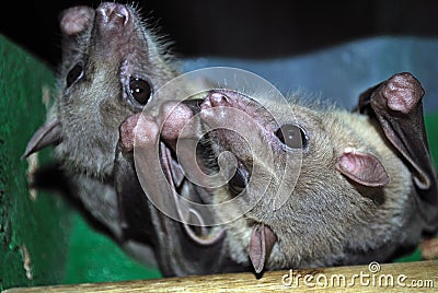 Fruit bats Stock Photo