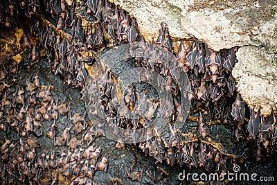 Fruit bats colony at Samal island Stock Photo