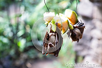 Fruit bats eating on fruit at the zoo Stock Photo