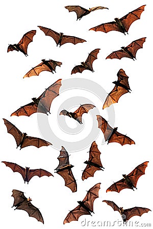 Fruit bats (flying foxes) composite Stock Photo