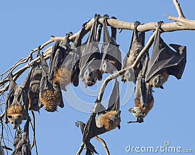 Fruit bats Stock Photo