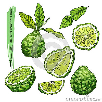 Fruit of bergamot orange or kaffir lime Vector Illustration