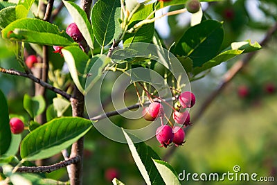 Fruit berries of shadbush shrub Amelanchier also known as serviceberry Stock Photo
