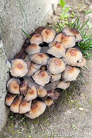 Fruit bodies of Glistening Inkcap Mushroom Coprinellus micaceus closeup Stock Photo