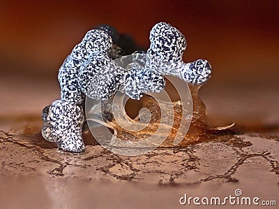 Fruit bodies of a Physarum slime mold form weird constructions Stock Photo