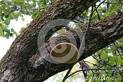 Fruit body of Phellinus igniarius fungus, parasitic on trunk of apple tree Stock Photo