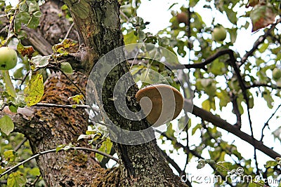 Fruit body of Phellinus igniarius fungus, parasitic on trunk of apple tree Stock Photo