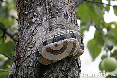 Fruit body of Phellinus igniarius fungus, parasitic on trunk of apple tree Stock Photo