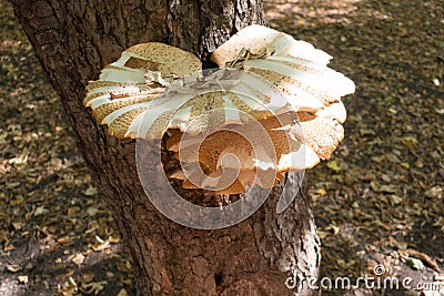 Fruit body of Polyporus squamosus on maple in September Stock Photo