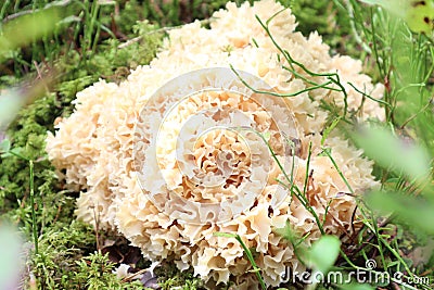 Fruit body of a RAM mushroom on green moss, close - up-concept of protection of rare mushrooms Stock Photo