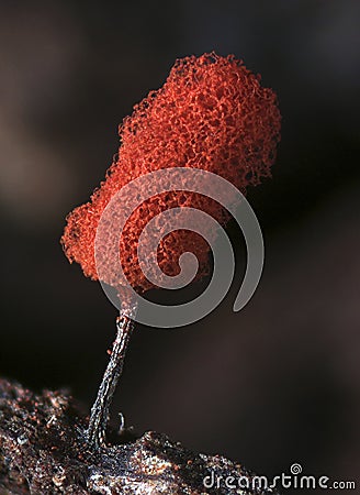 A fruit body of a slime mold Arcyria denudata resemble red stick ice-cream Stock Photo