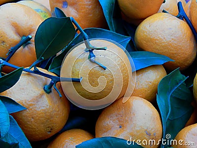 Fruit box with tangerines and green leaves Stock Photo