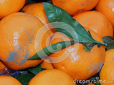 Fruit box with tangerines and green leaves Stock Photo