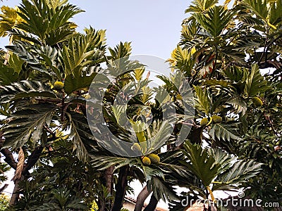The fruit and breadfruit tree (Artocarpus altilis) Stock Photo