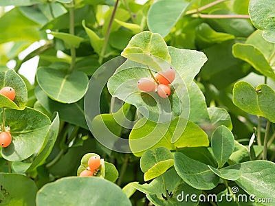 Fruit on the bush, Lonicera caprifolium. Stock Photo