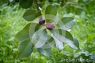 Fruit of Cattley guava or Peruvian guava (Psidium littorale susp. longipes). Stock Photo