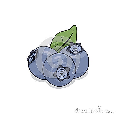 Blueberry design illustration Vector Illustration