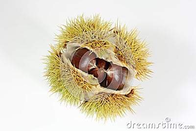 Fruit of chestnut Stock Photo