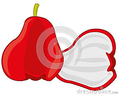 Fruit Chompu on white background is insulated Cartoon Illustration