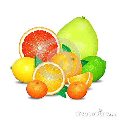 Fruit of citrus, set of citrus fruit. Citrus fruits Vector Illustration