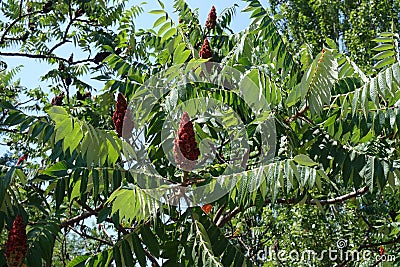 Fruit clusters and leafage of Rhus typhina against the sky Stock Photo