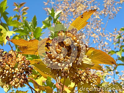Physocarpus opulifolius fruit clusters in October Stock Photo