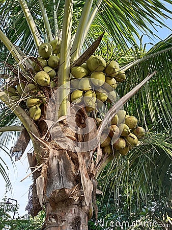 Fruit and coconut tree, Cocos nucifera. Stock Photo