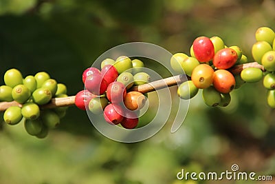 Fruit of a coffea plant on the island of St Helena, which produces some of the purest coffee in the world Stock Photo