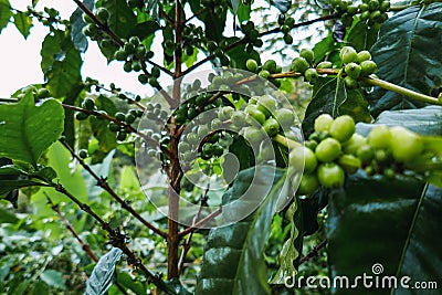 Fruit of the coffee in initial state Stock Photo