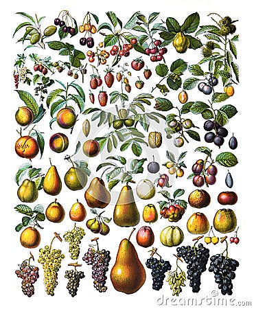 Fruit collection set of fruits or fresh vintage fruits decoration / Antique engraved illustration from from La Rousse XX Sciele Cartoon Illustration