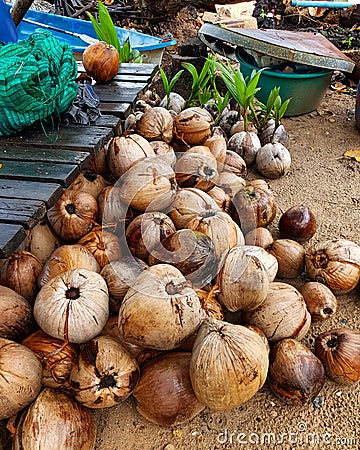 The coconuts in island Stock Photo