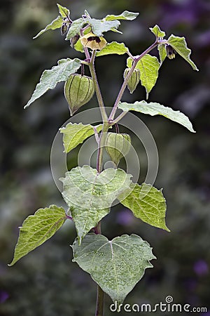 Fruit and flower of Physalis (Physalis peruviana) also called C Stock Photo