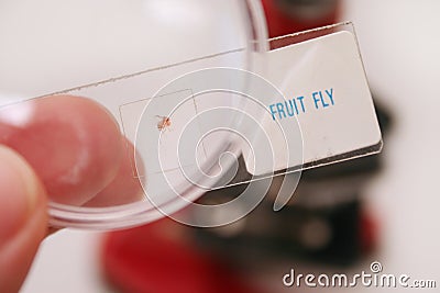 Fruit fly Stock Photo