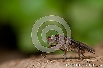 Fruit fly. Stock Photo