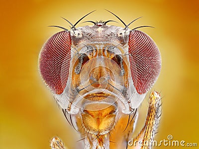 fruit fly head Stock Photo