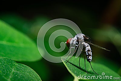 Fruit fly 3mm by size Stock Photo