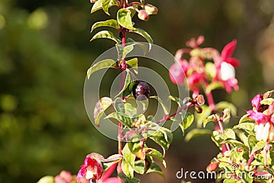 Fruit of a garden fuchsia bush Stock Photo