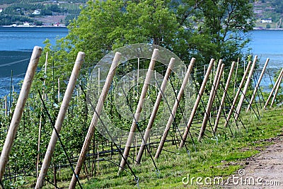 Fruit gardens in Lofthus, near the Hardanger fjord, Hordaland county, Norway Stock Photo